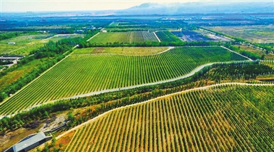 贺兰山东麓：种植酿酒葡萄的黄金地