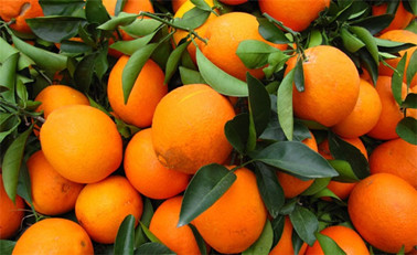 湖北省秭归县通过阿里巴巴赠100万颗脐橙