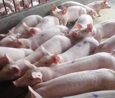 国家三部门出台扶持政策促进生猪稳产保供